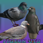Pigeon utd