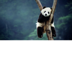 cutebabychubbypanda group