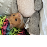 The hamster helpers!!
