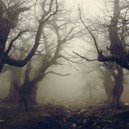 The Mysterious Forest...