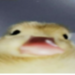 The Duck’s people