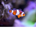 Fishy..