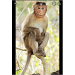 JP’s monkey group