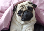 PUGS AND ICE CREAM