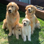 GR_dogs