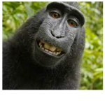 Monke squad ( ONLY ###### ARE ALLOWED