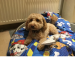I love teddy