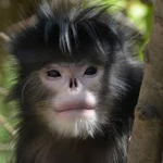Monkey -:-