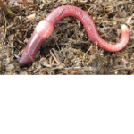 Worm Is us
