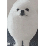 Happterg 63