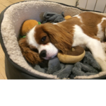 Alfie The Dog Squad!