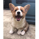 Corgi appreciation group