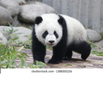 -Panda Studio's-