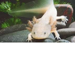 FelixD999