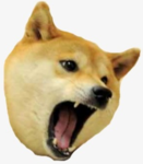 Doge Fanclub!!