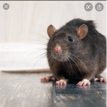 Rat army gang