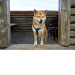 Doge group hoomans welcome