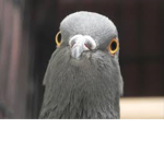 BABY PIGEONS