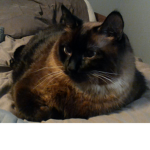 this is for cat fans