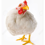 Chicken doodle doo