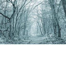 Winter in the Woods icon