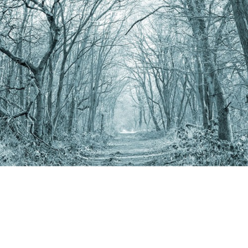 Winter in the Woods