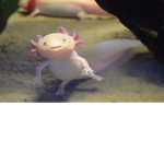 axolotls unite.