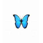 ~The Butterfly Twins~