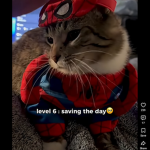 Catclubgd
