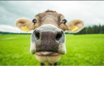 Le Cows That Go Moo