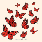 +Butterfly Clothing Studio+
