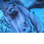 Koroleplusboleroi