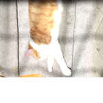 Cat’s United!!!