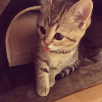 just a cute game i made on 2023