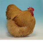 The Official Popularchicken23 fan club