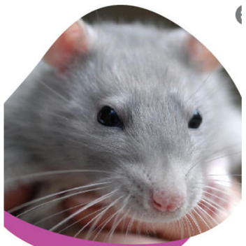 Republic of rats first  feild trip.