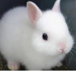 Animal for ever