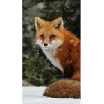 Foxy squad lol
