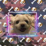 Dogs are cute :)