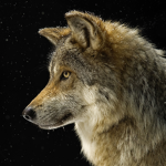 the alpha wolfs
