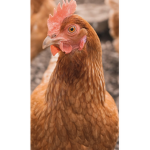 Chicken army true chickens