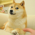 [DOGE 스튜디오]