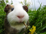 ~Guinea sparkles~