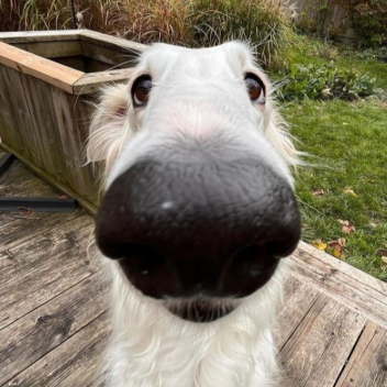 Borzoi shrine
