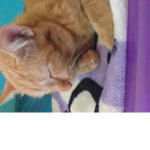 Kitty. My cat