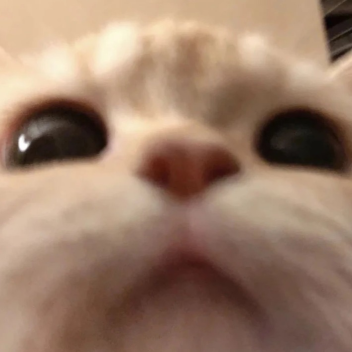 Click a stupid big part