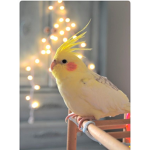 Natx_birdzx