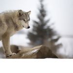 Spiritual Wolfs~