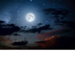 MidnightFlowerx