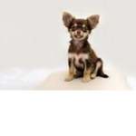 The Chihuahua Club